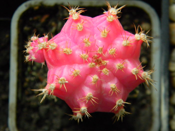 Gymno roz-altoit pe Hylocereus