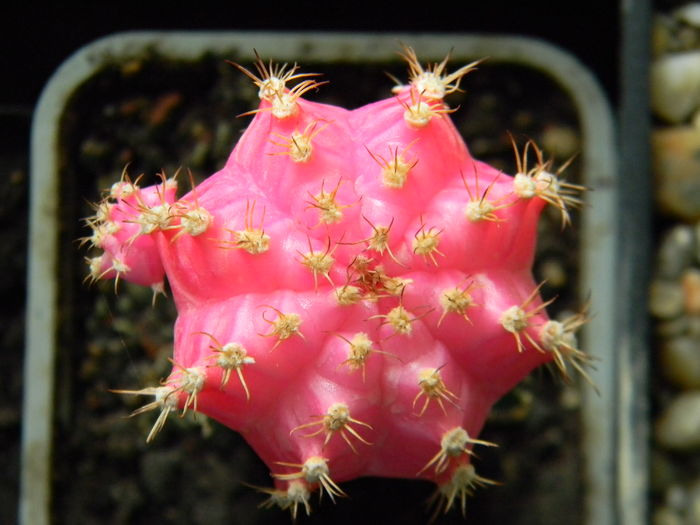 Gymno roz-altoit pe Hylocereus