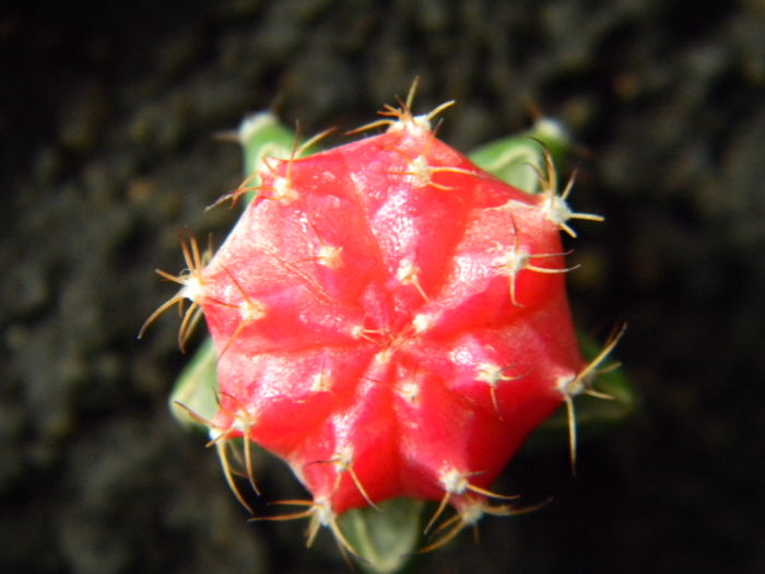 Gymno rosu-altoit pe Myrtillocactus - Gymno clorofil-deficitari