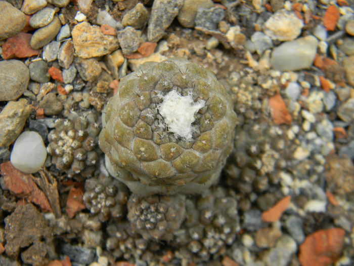 Copiapoa hypogaea - Genul Copiapoa