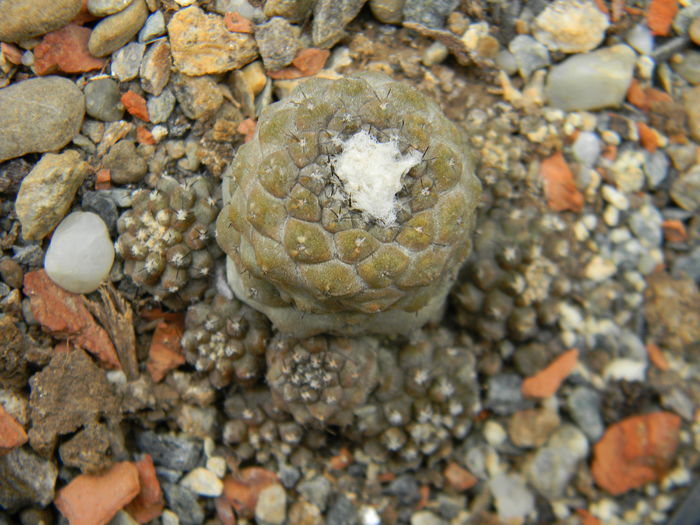 Copiapoa hypogaea - Genul Copiapoa