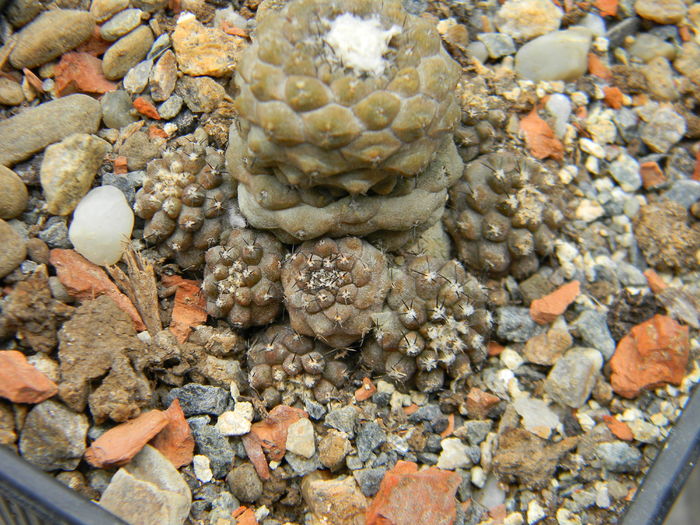 Copiapoa hypogaea - Genul Copiapoa