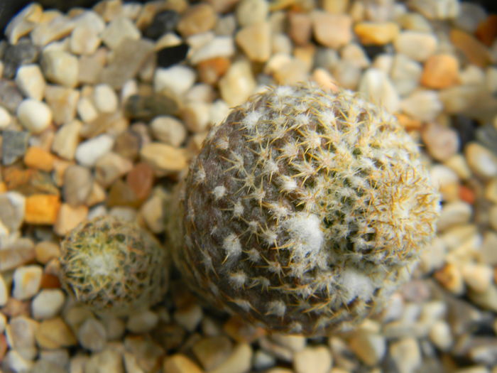 Copiapoa lauii FK439 - Genul Copiapoa