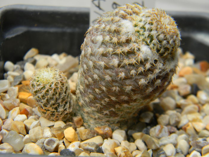 Copiapoa lauii FK439 - Genul Copiapoa