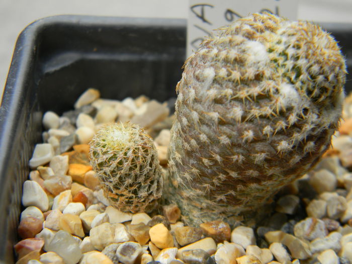 Copiapoa lauii FK439