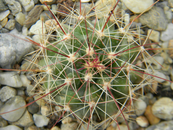 Ferocactus hamatacanthus v. davisii; Fostul Hamatocactus hamatacanthus v. davisii
