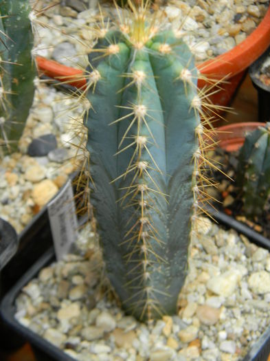 Pilosocereus azureus (pachycladus) - Genul Pilosocereus