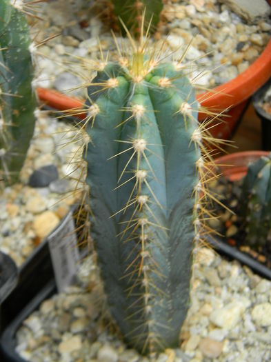 Pilosocereus azureus (pachycladus) - Genul Pilosocereus