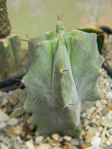 Stenocereus pruinosus - Genul Stenocereus