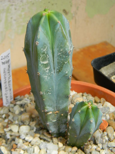 Myrtillocactus geometrizans - Genul Myrtillocactus