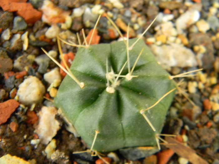 DSCN6791 - Genul Echinocereus