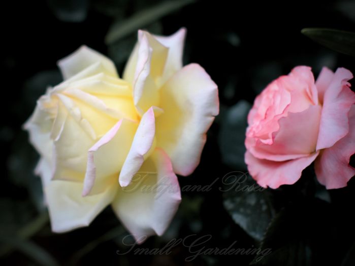 Peace (Madame A. Meilland)