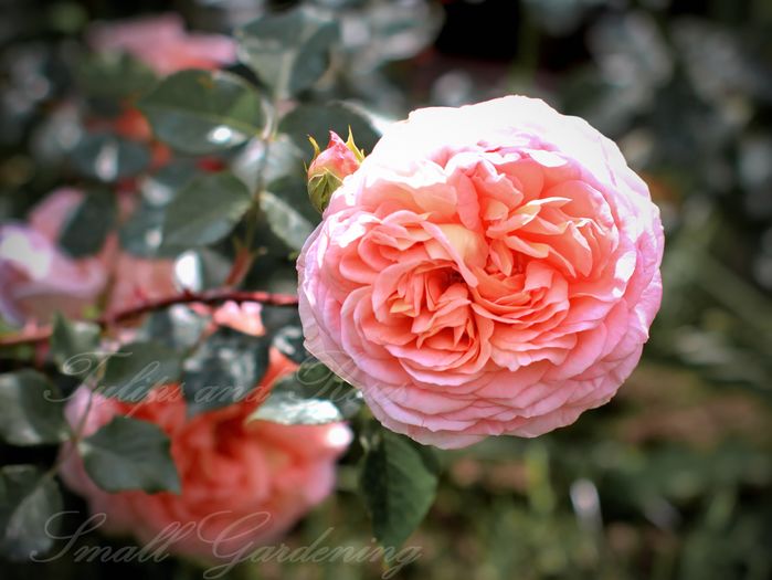Abraham Darby