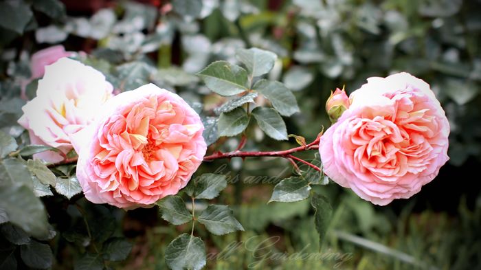 Abraham Darby