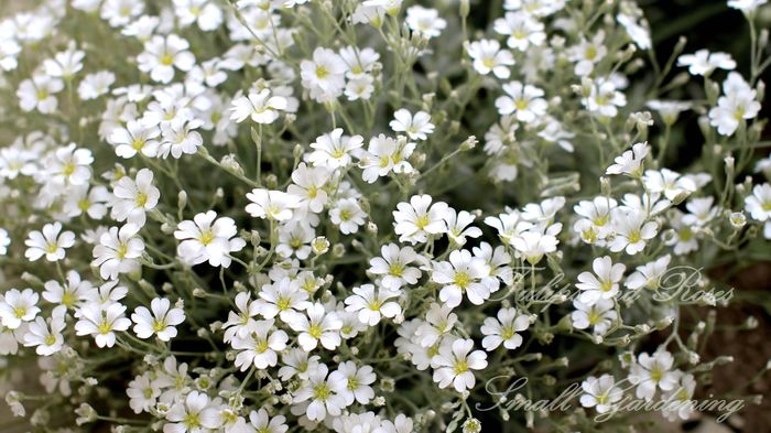 Cerastium Tomentosum