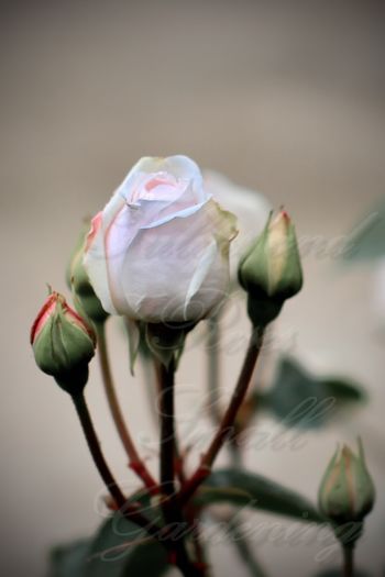 Souvenir de la Malmaison - Flori de Mai