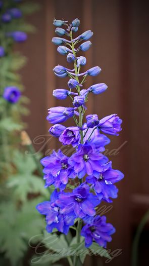 Delphinium Pacific Giants Black Night - Flori de Mai