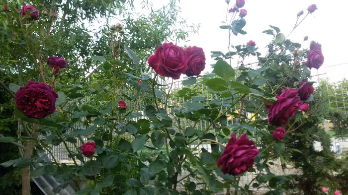 003 - Trandafiri 2016