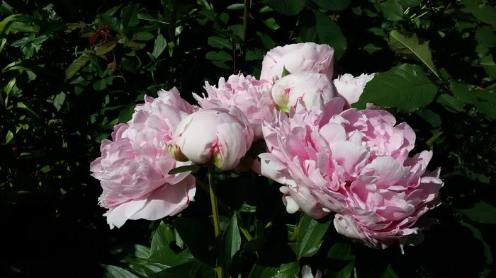 sarah bernhardt