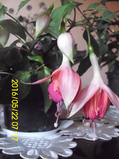 Fchsia "Bicentennial" - Fuchsia