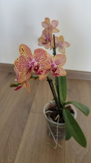 20160515_175841_HDR - Orhidee