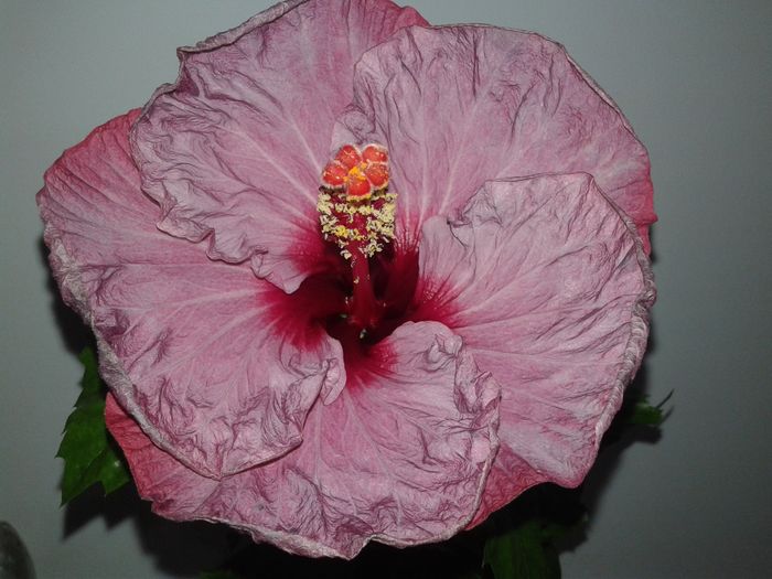 a treia zi... - Hibiscus Twilight Glow