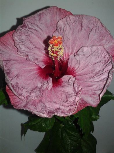 20160526_012938 - Hibiscus Twilight Glow