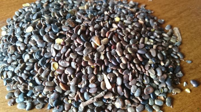 Asa arata seminte de salcam - 1 Salcam germinare seminte 2016