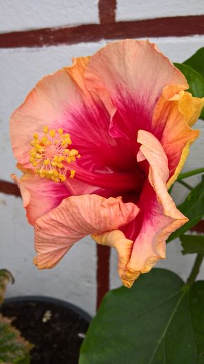 WP_20160526_12_47_46_Pro - Hibiscus Prima Ballerina