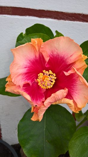 WP_20160526_12_47_33_Pro - Hibiscus Prima Ballerina