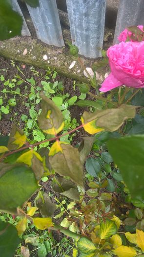 WP_20160526_14_07_42_Pro - Boala la trandafir sau altceva