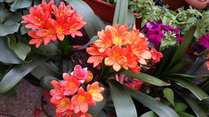 20160526_151802 - mai 2016