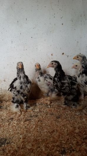 20160526_130936; cocchinchina bobat
