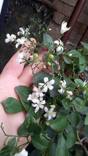 20160526_114109 - mai 2016