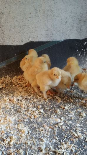 20160526_134754; cocchinchina galben
