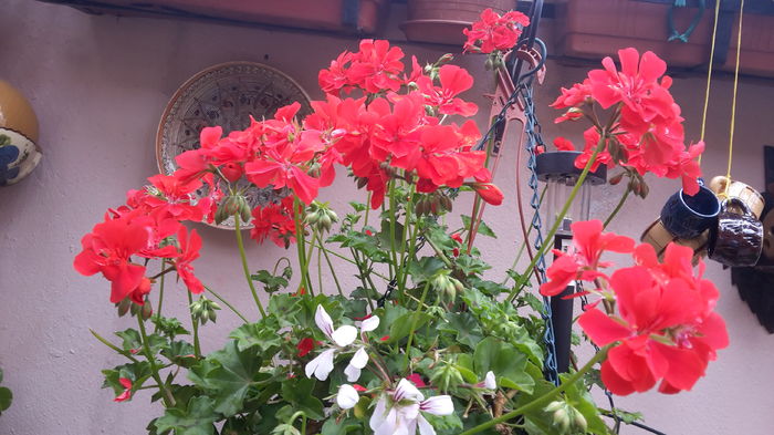 20160526_111705 - mai 2016