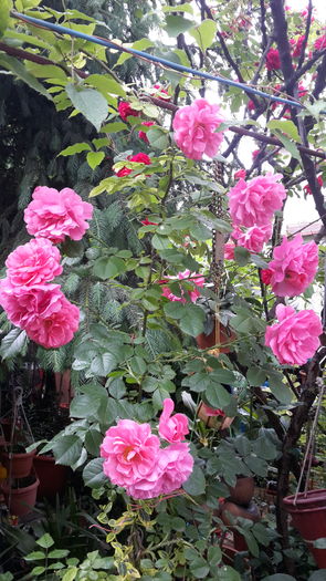 20160526_111534 - mai 2016