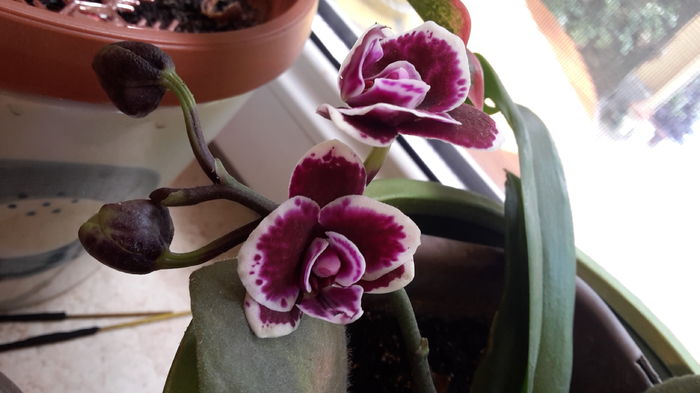 20160525_132838 - mai 2016