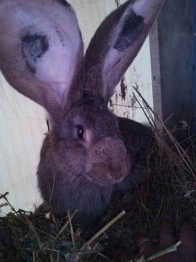 CAM01759; Urias german m
