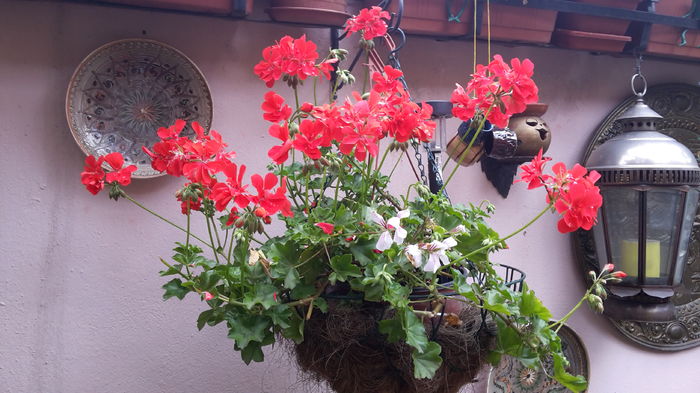 20160525_092448 - mai 2016