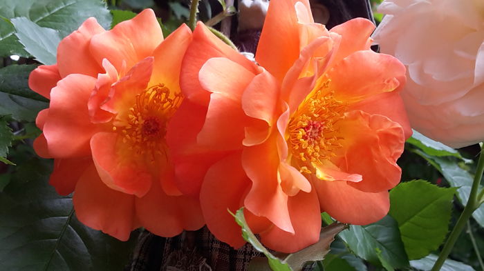 20160524_115825 - mai 2016