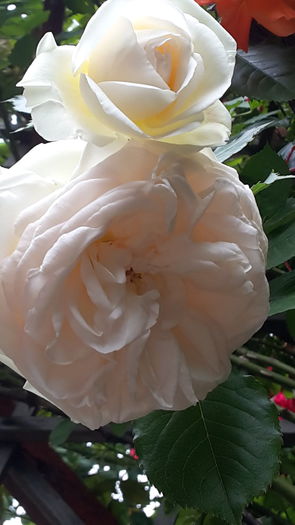 20160524_115659 - mai 2016