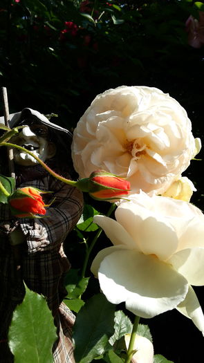 20160523_092134 - mai 2016