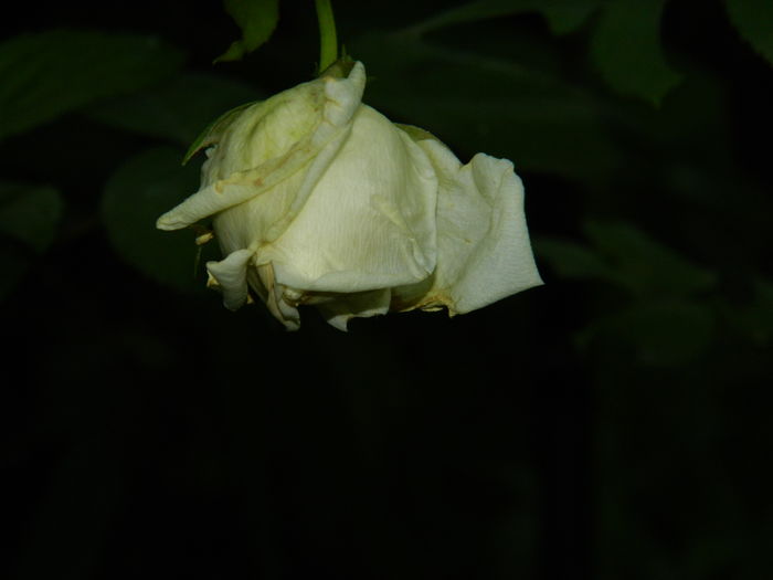 DSCN9681 - 2016 MAI_5