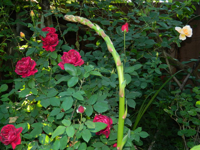 DSCN9687 - 2016 MAI_5