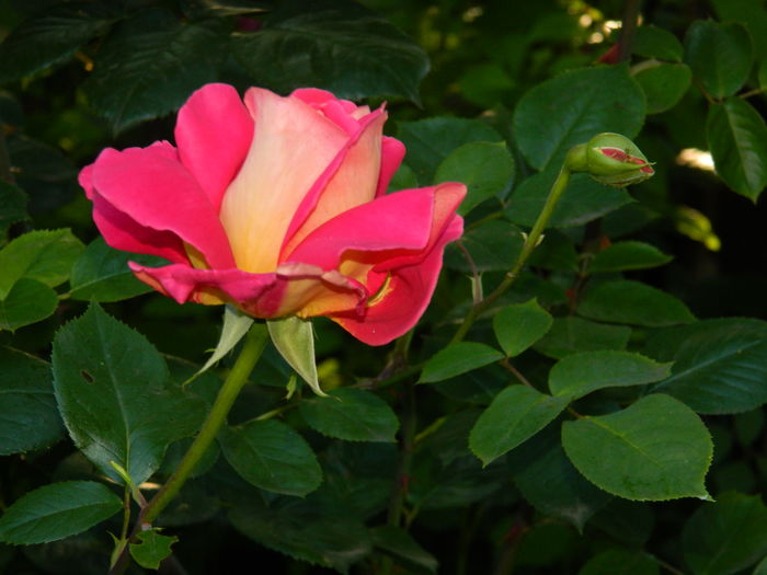 DSCN9691 - 2016 MAI_5