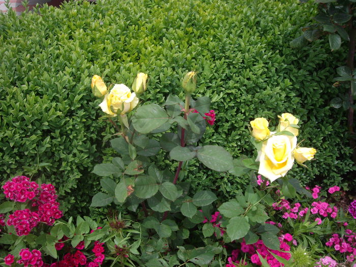 IMGP9375