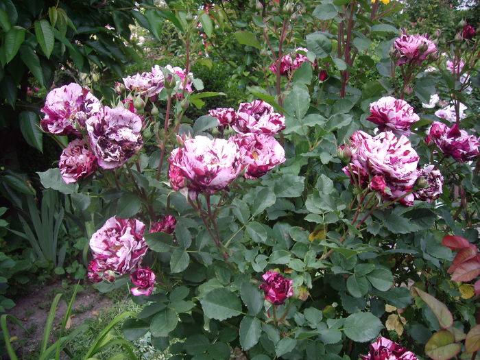 IMGP9384