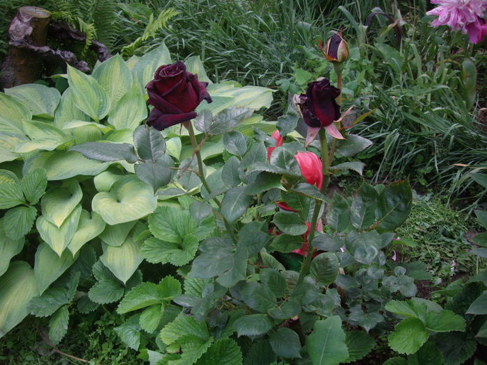 IMGP9386
