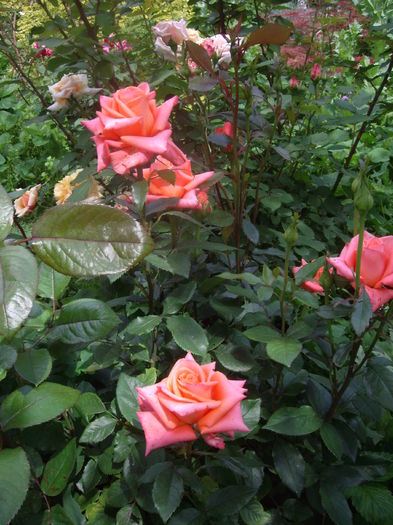 IMGP9388